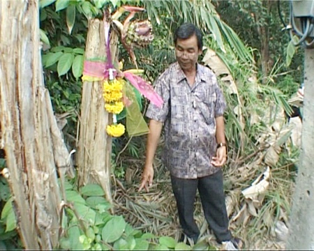 Village chief Suthep Malisorn points to the unusual banana tree.